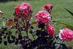 Papillon Rose rose photo