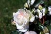 White Meillandina rose photo