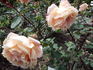 Diamantina rose photo