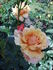 Copper Pot rose photo