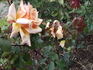 Dilys Allen rose photo