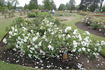 Morden Snowbeauty rose photo