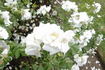 Morden Snowbeauty rose photo