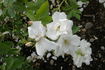 Morden Snowbeauty rose photo