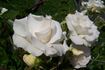 Eva Teschendorff, Cl. rose photo