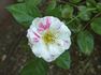 Jan Steen rose photo