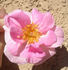 ABDXCTSL rose photo