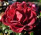 Harm Saville ™ rose photo