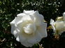 Morning Stars rose photo