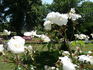 Morning Stars rose photo