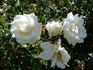 Morning Stars rose photo