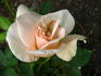 Moonbeam rose photo