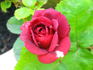 The Knight rose photo