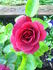 The Knight rose photo