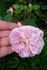 Psyche rose photo