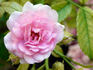 Dorothy, Cl. rose photo