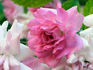 Dorothy, Cl. rose photo