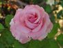 Mu Lan rose photo