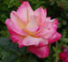 Circus Knie ® rose photo