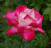 Circus Knie ® rose photo