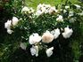 White Meillandina rose photo