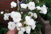 Schneewittchen rose photo