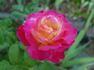 Classic Beauty ™ rose photo