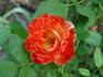 Modern Magic rose photo