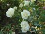 Janet Carnochan rose photo