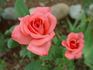 Spellbound ™ rose photo