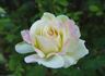Wedding Song rose photo