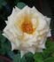 ARBXGOBDOB rose photo