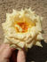 ARBXGOBDOB rose photo