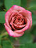 Chipmunk rose photo