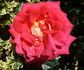 Best Wishes rose photo