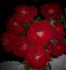 Santa Claus rose photo