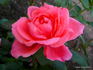 Salmon Impressionist rose photo