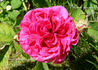Velours Pourpre rose photo