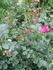 Carat ® rose photo
