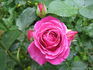 Carat ® rose photo