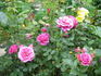 Carat ® rose photo