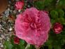 Motsan rose photo