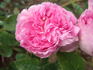 Ville de Toulouse rose photo