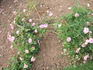 Ville de Toulouse rose photo