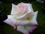 Miwaku rose photo