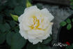 Alix de Vergy® rose photo
