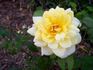 Golden Arctic rose photo