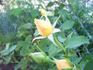 Golden Arctic rose photo
