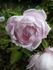 André's Favourite rose photo