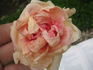 Louis Richard rose photo